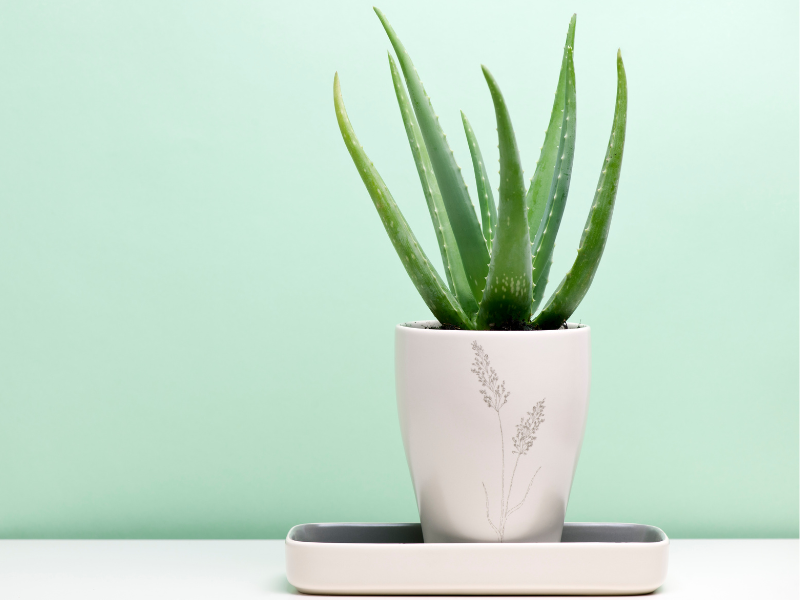 Aloe plant for sunburn relief